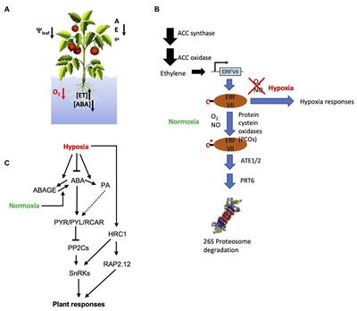 Abscisic Acid as an Emerging Modulator of the Responses of Plants to Low Oxygen Conditions